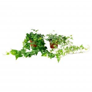 Geen afbeelding ingesteld hedera bontbladig 001.jpg